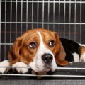 犬のケージを設置し…
