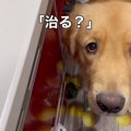 大切なぬいぐるみが…