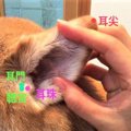 【犬の耳ツボ】毎日…