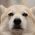 犬が助けを求めてい…