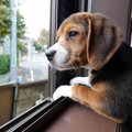 犬がぼーっと外を眺…