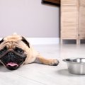 犬は冬でも『熱中症…