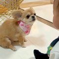 面白い動きで赤ちゃ…