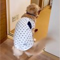 大型犬が『来客に喜…