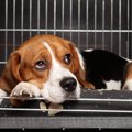 犬のケージカバーの…