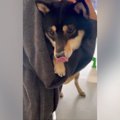 犬がワクチン接種に…