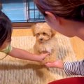 赤ちゃん犬のしつけ…