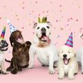 犬の年齢を『人間の…