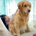 まるで恋人…？大型犬…