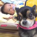 犬が赤ちゃんの前で…