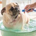 犬が水浴びを嫌がる…