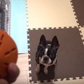 ちくしょおお！知育…