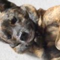犬が悪さをしたので…