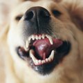犬と人の歯は何が違…