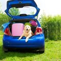 犬の車への乗せ方！…