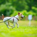 犬が『短命になる』…