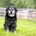 犬の『シニア期』何…