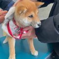 豆柴の子犬がワクチ…