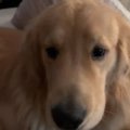 降りないよ！飼い主…