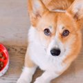 犬に食べさせるのが…