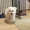 ふわふわ赤ちゃんわ…