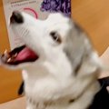 動物病院のお姉さん…