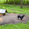 外飼いの犬のために…