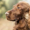 犬が茶色いもの嘔吐…