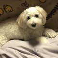 マルックス｜性格・…