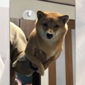 「愛犬の抱き方どう…