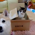 にゃんこに『なんで…