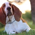 犬には「鼻くそ」は…