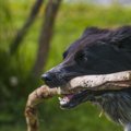犬の本能を刺激する…