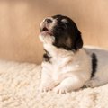 なぜ犬は人に向かっ…