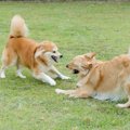 『ドッグランに行か…