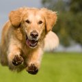 犬の老化を防止する…
