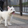 犬が散歩中にしやす…