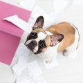 犬は物事の良し悪し…