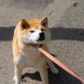 愛犬が散歩中に怖が…