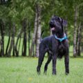 使役犬に属す犬種と…