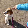 犬が『飼い主を無視…