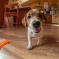 子犬を迎えたら『室…