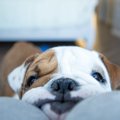 犬がいてくれてよか…