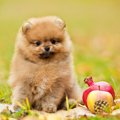 犬にNGな『秋の食べ…