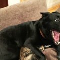 犬の驚くべき身体能…