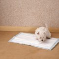 犬のトイレを置く場…