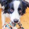 犬が人に向かって見…