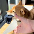 犬に靴下を盗られて…