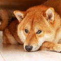 愛犬が退屈を感じて…