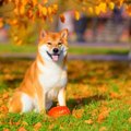 犬を『甘やかす』の…